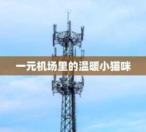 一元机场里的温暖小猫咪
